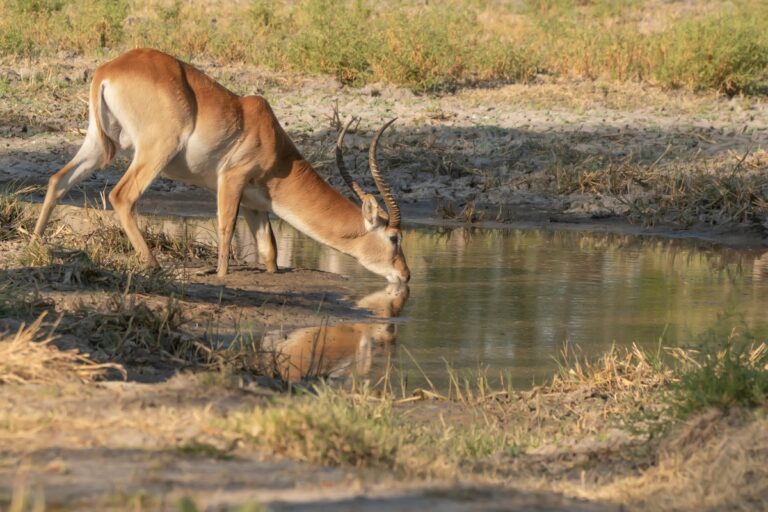 top 7 wildlife conservancies in Kenya